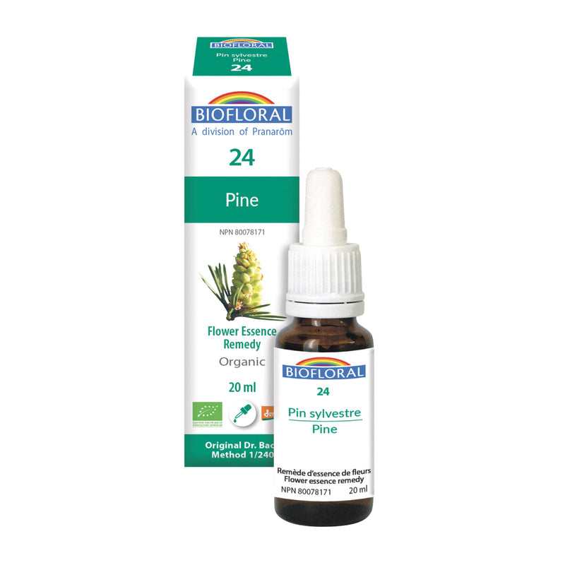 Pin Sylvestre (20ml)