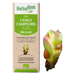 Ulmus Campestris (15ml)