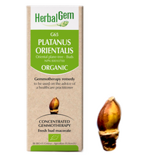 Platanus Orientalis (50ml)