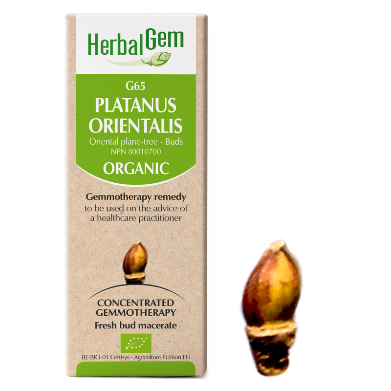 Platanus Orientalis (50ml)