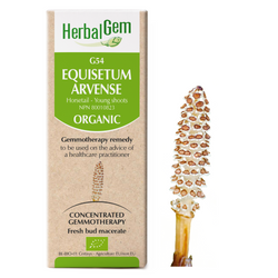 Equisetum Arvense (50ml)