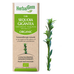 Sequoia Gigantea (50ml)